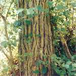 elm bark